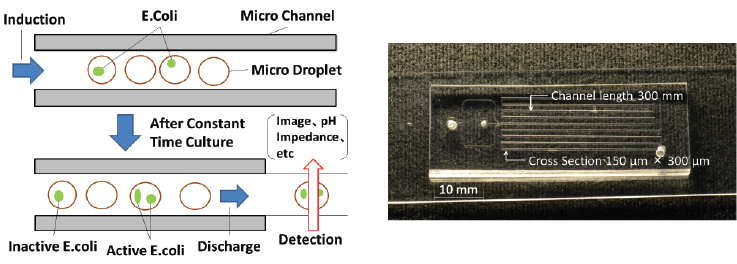 Measurement method (left) and microchannel chip (right) to monitor bacteria culture in droplets