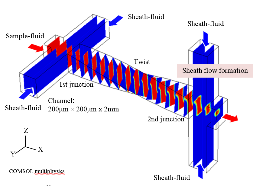 Numerical simulation of the sheath flow formation in the twisted microfluidic channel